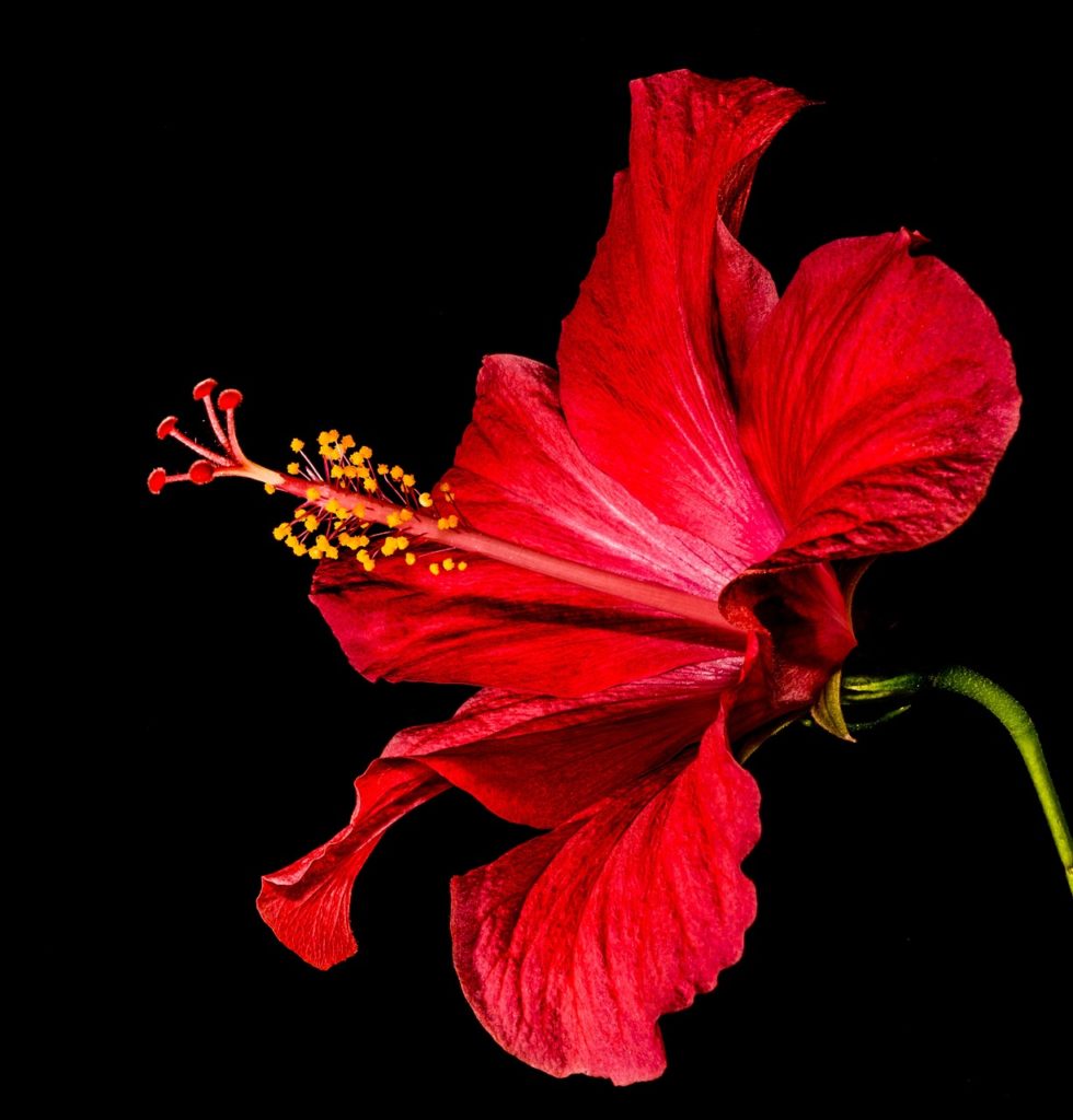 hibiscus, beautiful flowers, blossom-327800.jpg