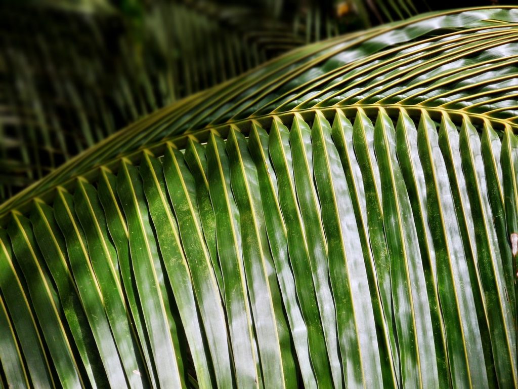 palm, tree, leaf-443164.jpg